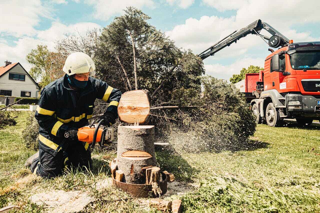 The Steps Involved in Our Tree Care Process in Lookout Mountain, GA